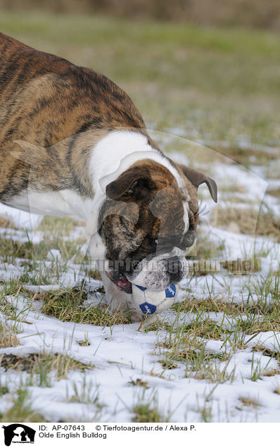 Olde English Bulldog / AP-07643