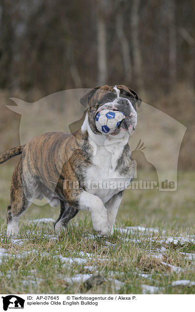 spielende Olde English Bulldog / playing Olde English Bulldog / AP-07645