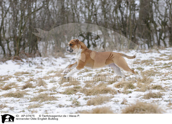 rennender Olde English Bulldog / AP-07675