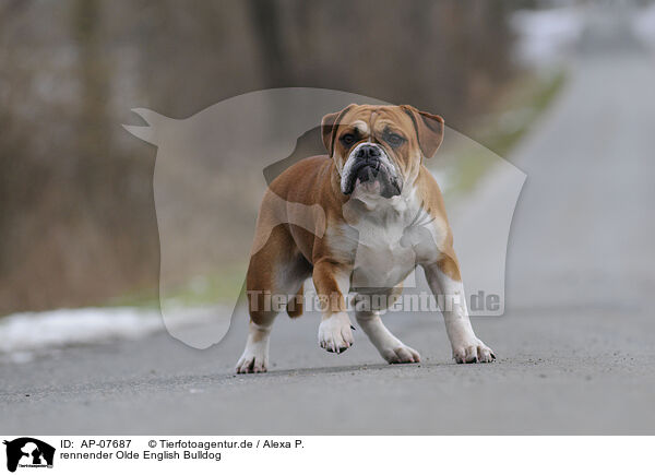 rennender Olde English Bulldog / running Olde English Bulldog / AP-07687