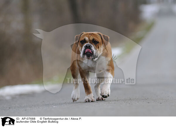 laufender Olde English Bulldog / walking Olde English Bulldog / AP-07688