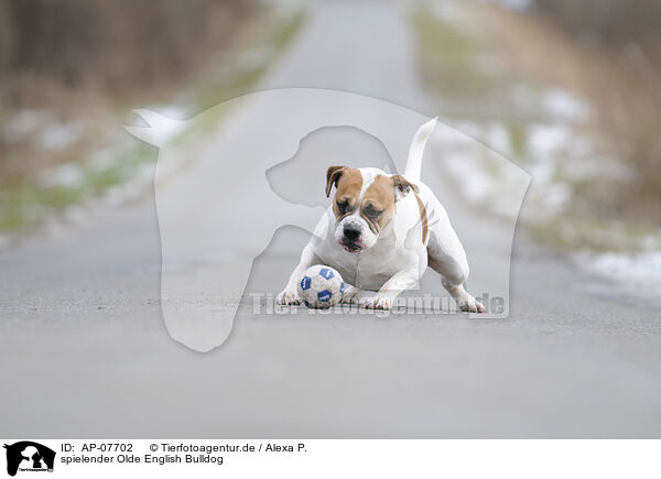 spielender Olde English Bulldog / playing Olde English Bulldog / AP-07702