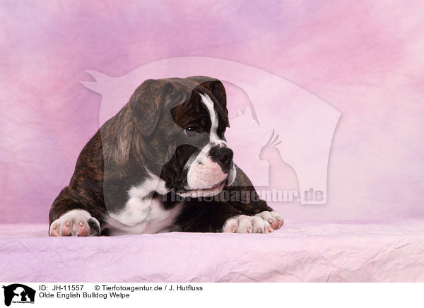 Olde English Bulldog Welpe / JH-11557