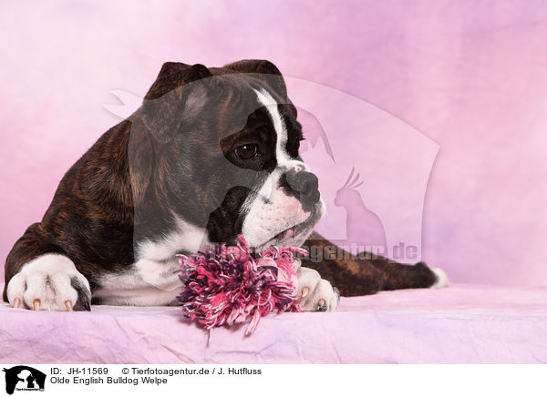 Olde English Bulldog Welpe / JH-11569