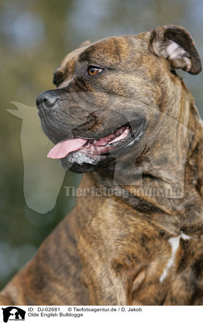 Olde English Bulldogge / Olde English Bulldog / DJ-02681