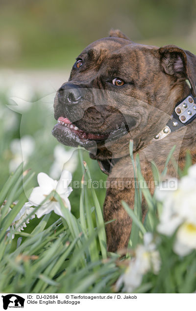 Olde English Bulldogge / DJ-02684