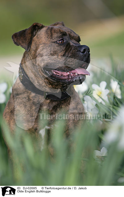 Olde English Bulldogge / DJ-02685