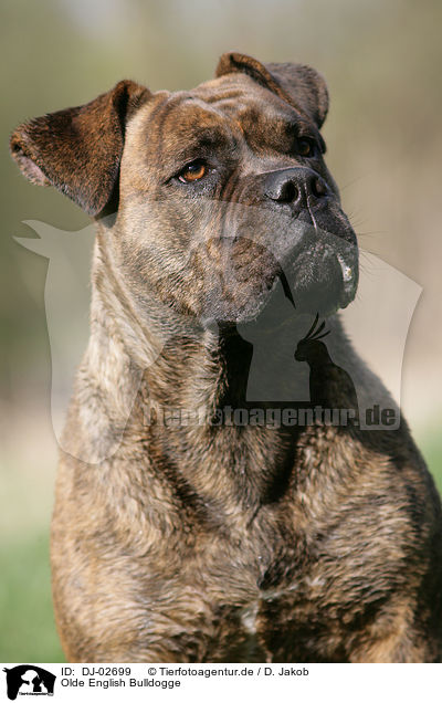 Olde English Bulldogge / DJ-02699
