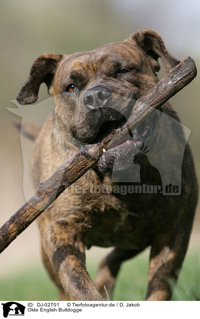 Olde English Bulldogge / Olde English Bulldog / DJ-02701