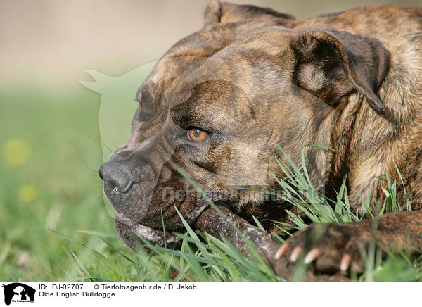 Olde English Bulldogge / Olde English Bulldog / DJ-02707