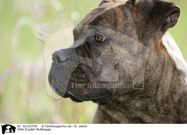 Olde English Bulldogge / DJ-02709
