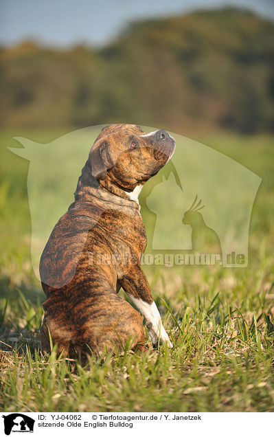 sitzende Olde English Bulldog / sitting Olde English Bulldog / YJ-04062