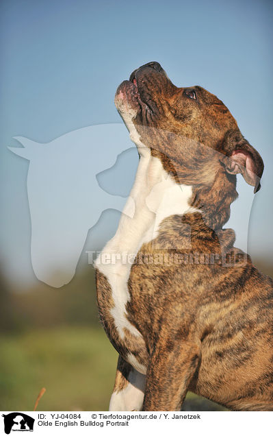 Olde English Bulldog Portrait / YJ-04084