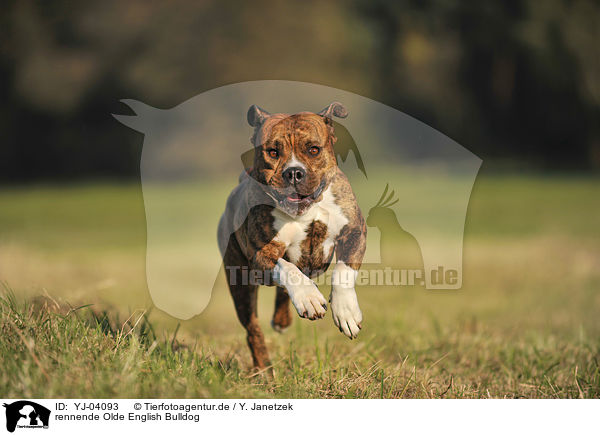 rennende Olde English Bulldog / YJ-04093