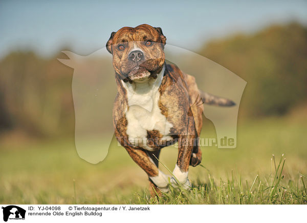 rennende Olde English Bulldog / YJ-04098