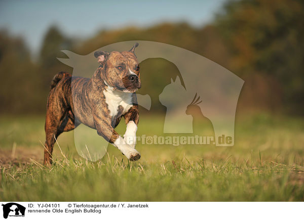 rennende Olde English Bulldog / YJ-04101