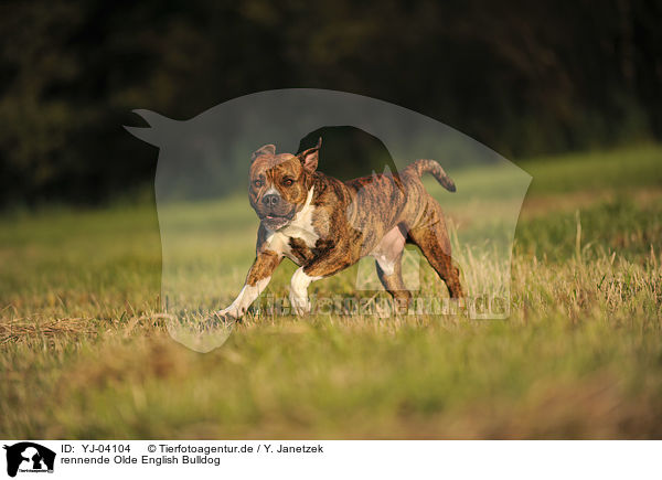 rennende Olde English Bulldog / YJ-04104