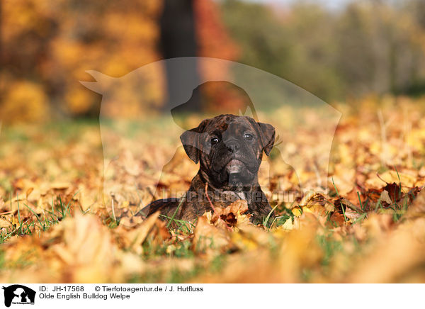 Olde English Bulldog Welpe / JH-17568