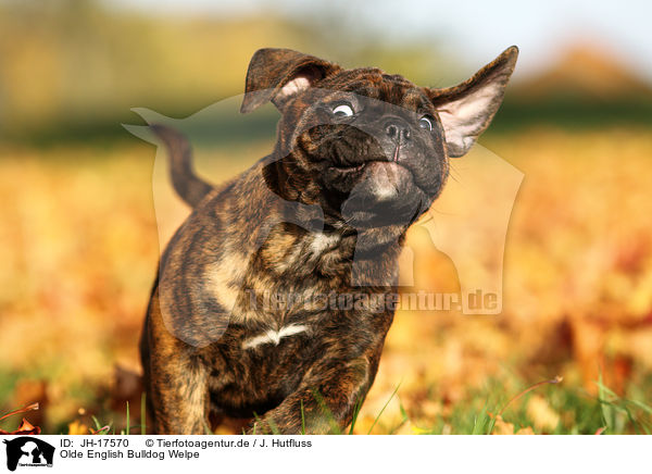 Olde English Bulldog Welpe / JH-17570