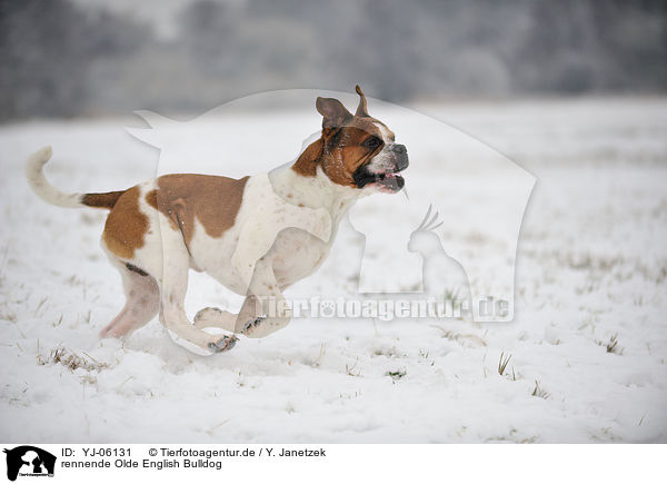 rennende Olde English Bulldog / YJ-06131