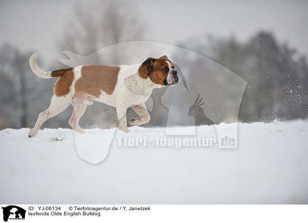 laufende Olde English Bulldog / YJ-06134