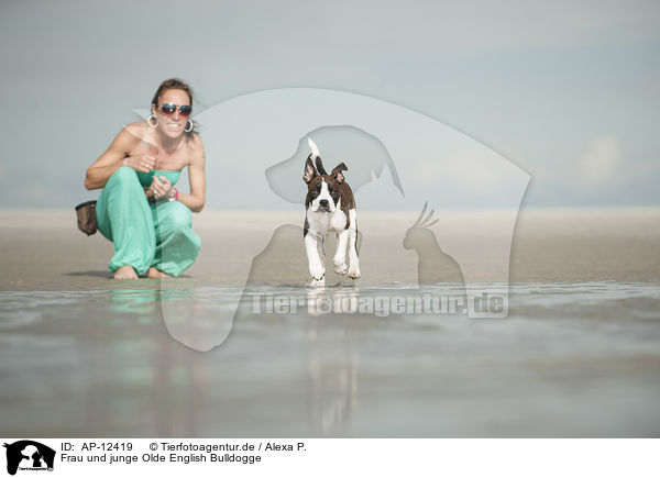 Frau und junge Olde English Bulldogge / woman and young Olde English Bulldog / AP-12419
