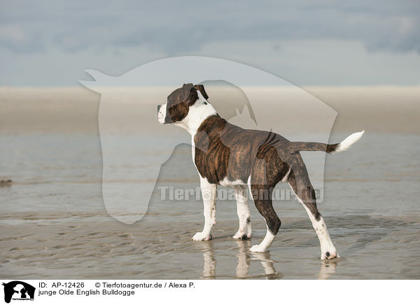 junge Olde English Bulldogge / AP-12426