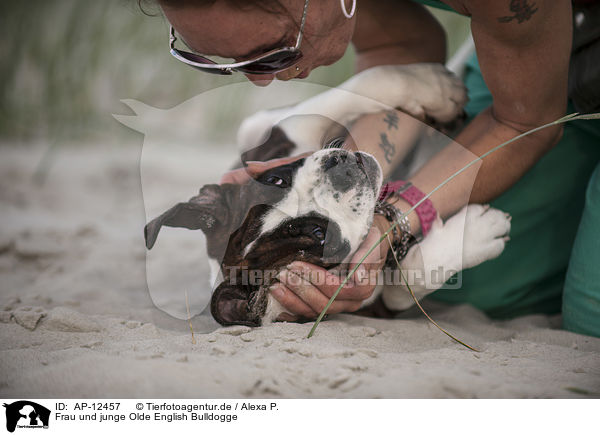 Frau und junge Olde English Bulldogge / woman and young Olde English Bulldog / AP-12457