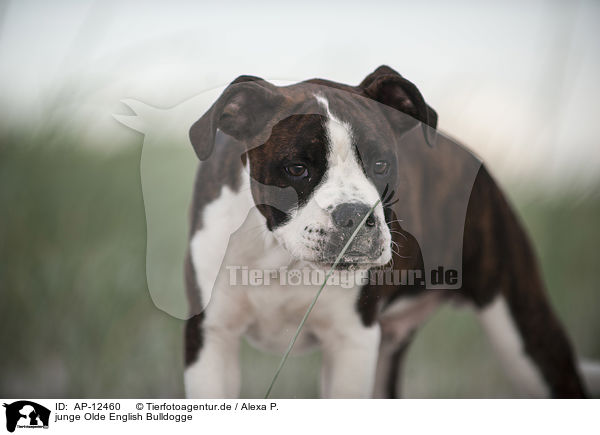 junge Olde English Bulldogge / young Olde English Bulldog / AP-12460