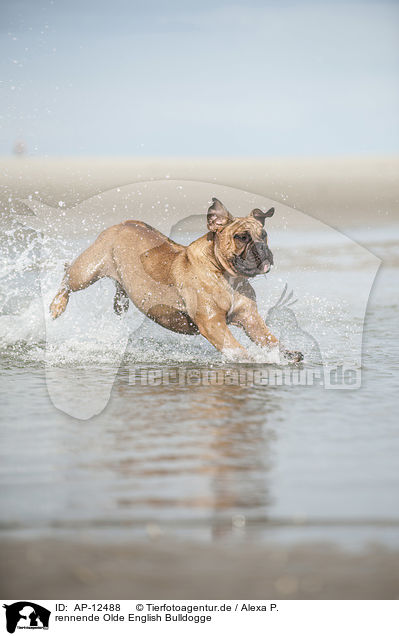 rennende Olde English Bulldogge / running Olde English Bulldog / AP-12488