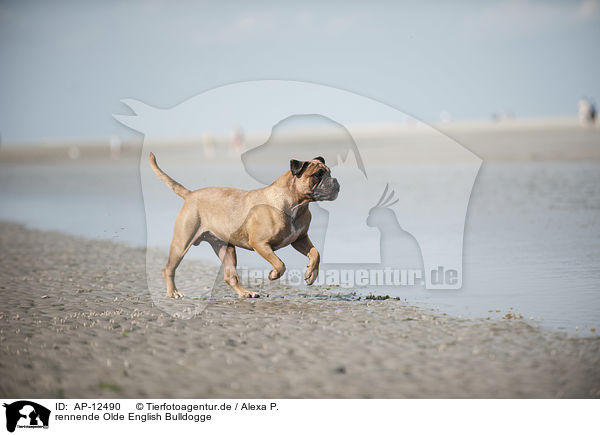 rennende Olde English Bulldogge / AP-12490