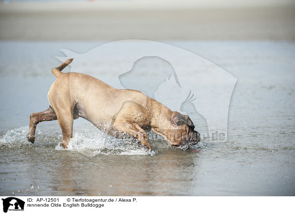 rennende Olde English Bulldogge / AP-12501