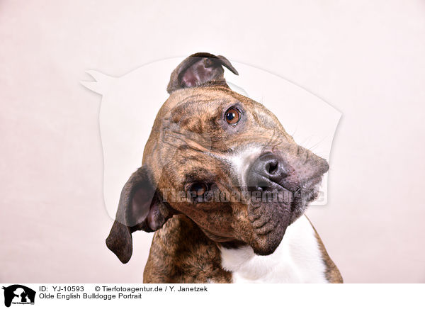 Olde English Bulldogge Portrait / YJ-10593