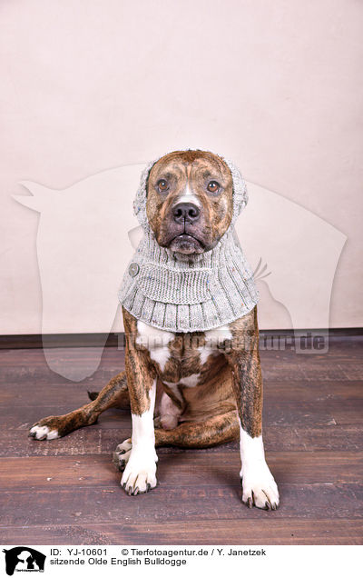 sitzende Olde English Bulldogge / YJ-10601