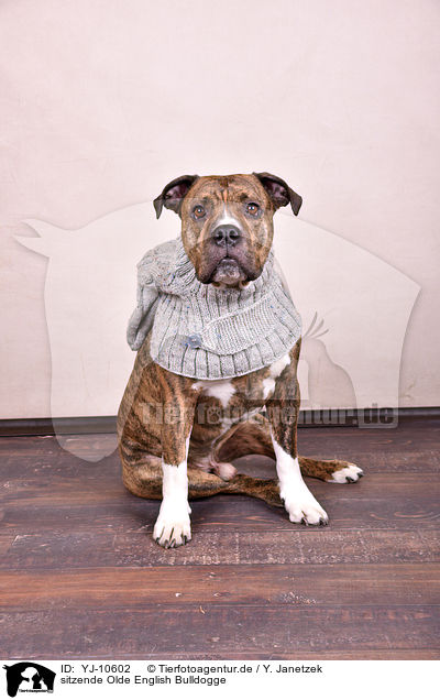 sitzende Olde English Bulldogge / YJ-10602