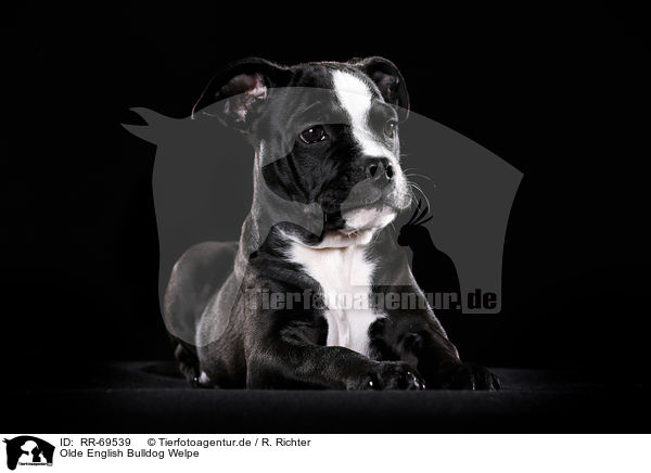 Olde English Bulldog Welpe / RR-69539