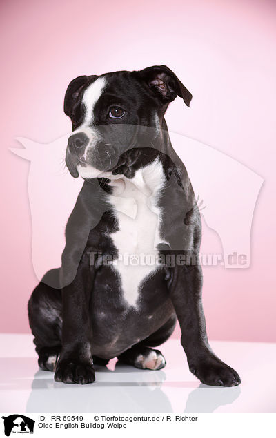 Olde English Bulldog Welpe / RR-69549