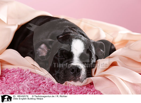 Olde English Bulldog Welpe / RR-69578