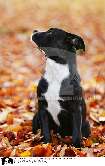 junge Olde English Bulldog / young Olde English Bulldog / RR-75263