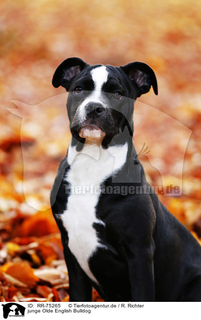 junge Olde English Bulldog / RR-75265