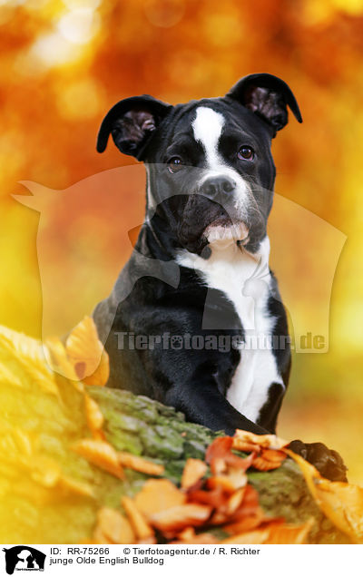 junge Olde English Bulldog / RR-75266