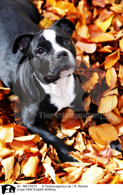 junge Olde English Bulldog / RR-75270