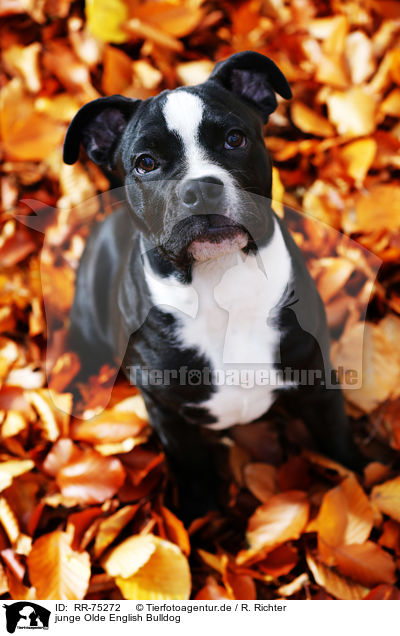 junge Olde English Bulldog / RR-75272