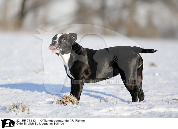 Olde English Bulldogge im Schnee / RR-77133
