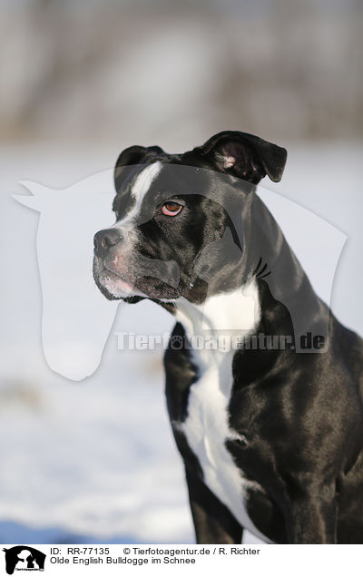 Olde English Bulldogge im Schnee / RR-77135