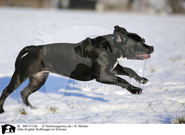 Olde English Bulldogge im Schnee / RR-77139