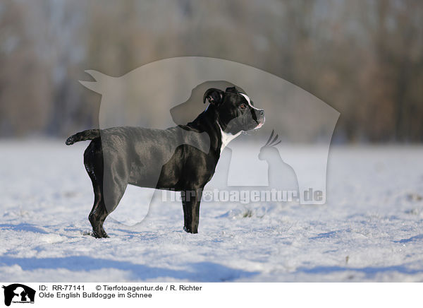 Olde English Bulldogge im Schnee / RR-77141