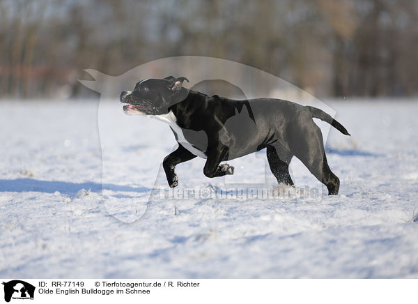Olde English Bulldogge im Schnee / RR-77149