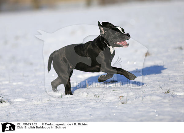 Olde English Bulldogge im Schnee / RR-77152