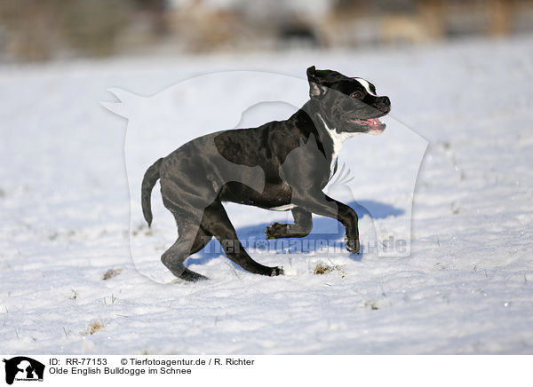 Olde English Bulldogge im Schnee / Olde English Bulldog  in snow / RR-77153